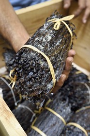 France, Ile de la Reunion, Saint-Louis, Domaine de Bellevue, producteur de vanille biologique cultivée sous des panneaux photovoltaïques, gousses de vanille Planifolia cristallisée avec 24 mois d'affinage minimum