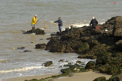France, Charente-Maritime (17), Ile d'Aix, pointe du Parc, pêche au filet
