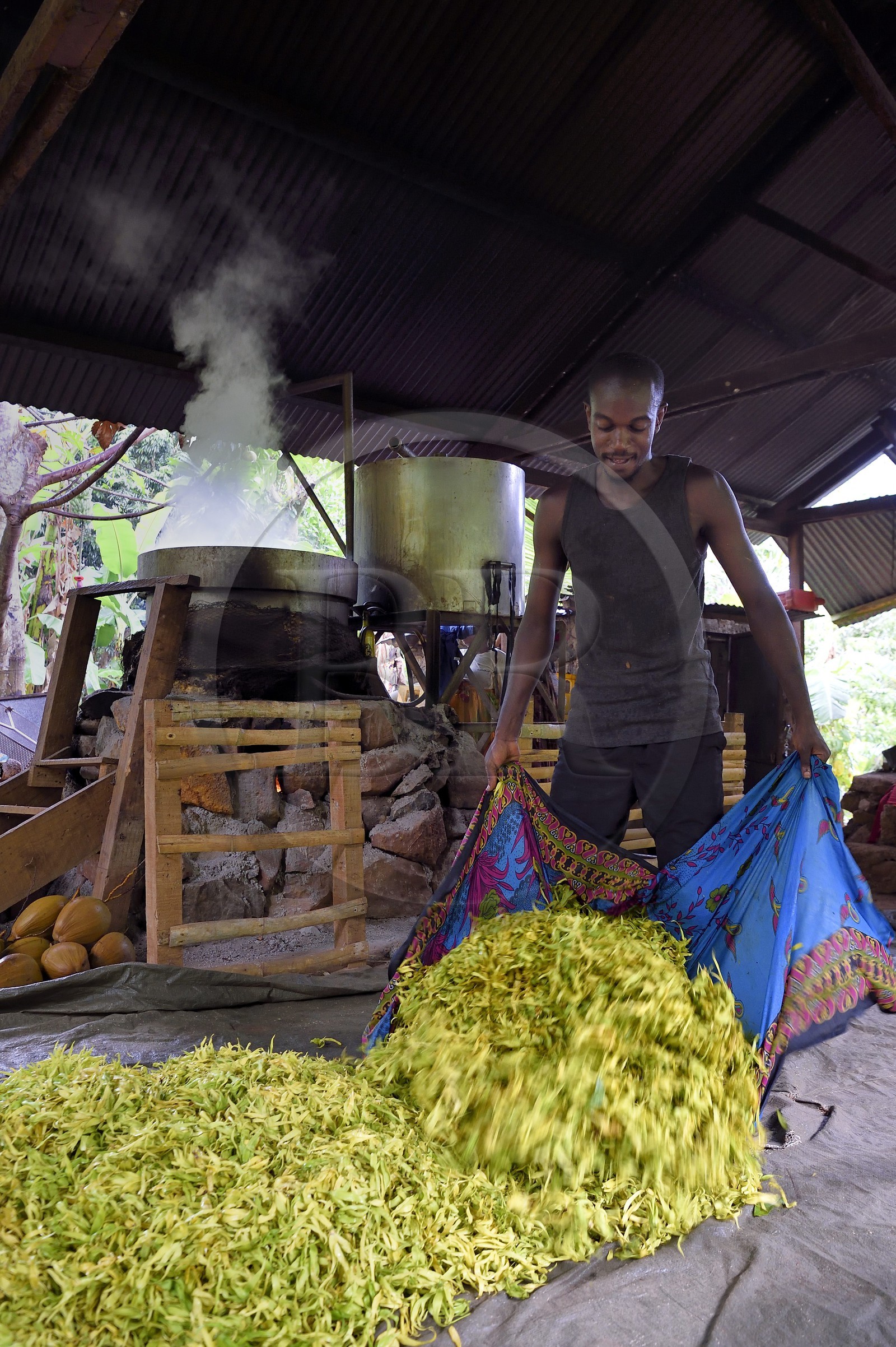 France, Ile de Mayotte, Grande-Terre, Ouangani, Aromaoré, distillation de l'huile essentielle à base de pétales de fleurs d'ylang ylang (Cananga odorata) en alambic artisanal