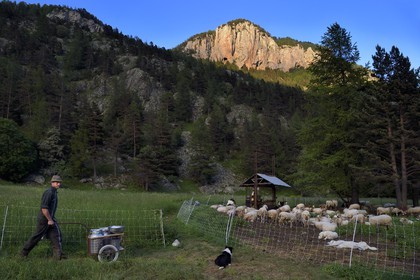 France, Alpes-Maritimes (06), vallée de la Roya (arrière-pays niçois), au pied du parc national du Mercantour, Tende, Casterino dans la vallée de la Casterine, le berger Georges Giordano se prépare à la traite de son troupeau de brebis