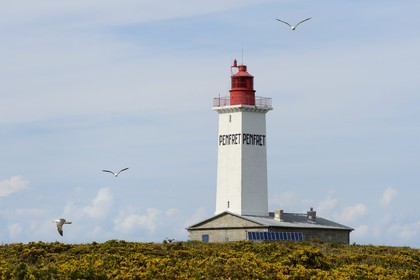 France, Finistère (29), La Foret Fouesnant, archipel des Glénan, Ile de Penfret, le phare