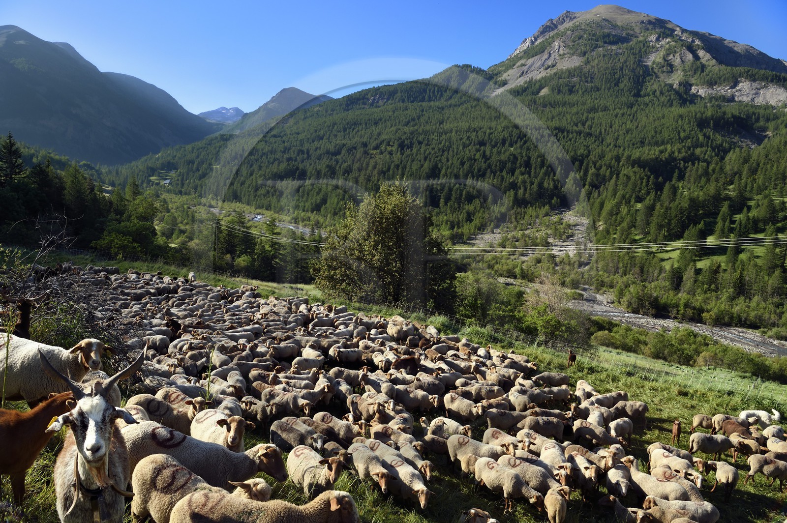 France, Alpes-de-Haute-Provence (04), Uvernet-Fours, massif du Mercantour, vallée de l'Ubaye, vallée de la Bachelard vers le col de la Cayolle (2326 m), troupeau de moutons et chèvres et la rivière Bachelard borde la route des Grandes Alpes