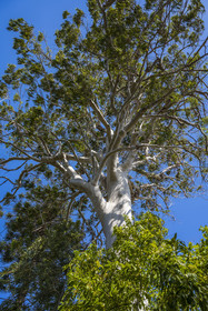 France, Alpes-Maritimes (06), Antibes, Le Jardin Botanique de la Villa Thuret (rattachée à l'INRAE), labellisé Jardin Remarquable et Arbre Remarquable, Gommier blanc (Eucalyptus dorrigoensis)