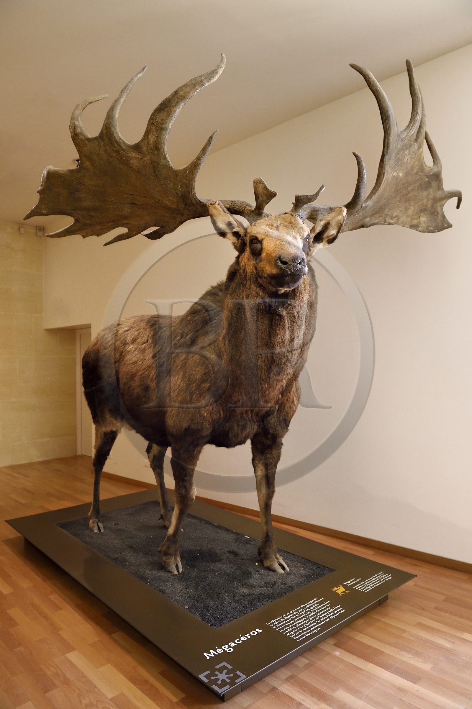 France, Dordogne (24), Périgord Noir, vallée de la Vézère, Les Eyzies-de-Tayac-Sireuil, site classé Patrimoine Mondial de l'UNESCO, Musée National de la Préhistoire, le mégacéros est un grand cervidé qui apparait au début du Quaternaire (vers 2 millions d’années) et disparait à la fin de la période glaciaire vers 10 000 ans avant notre ère