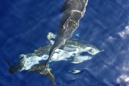 France, Alpes-Maritimes (06), Saint-Jean-Cap-Ferrat, sanctuaire Pelagos pour la protection des mammifères marins, dauphins bleu et blanc (Stenella coeruleoalba)