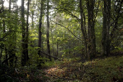 France, Ardèche (07), parc naturel régional des Monts d'Ardèche, massif du Mézenc, forêt de Lac-d'Issarlès, hêtraie de Montchamp