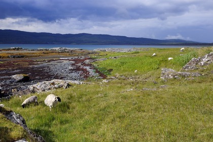 Royaume-Uni, Ecosse, Highland, Hébrides intérieures, Ile de Mull, moutons et béliers en bordure du Loch na Keal