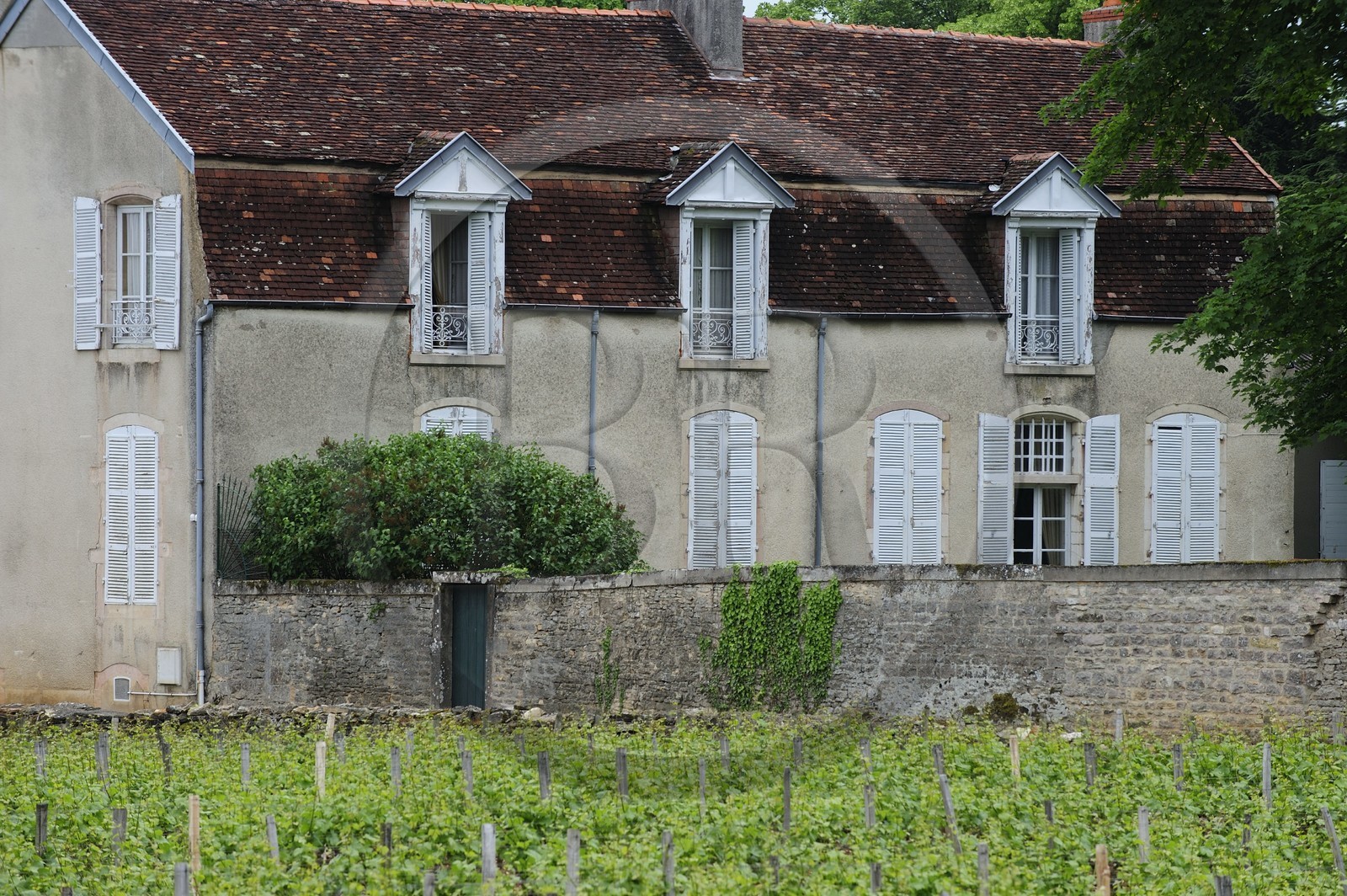 France, Côte d'Or (21), Gevrey-Chambertin, la vigne omniprésente même au coeur du village
