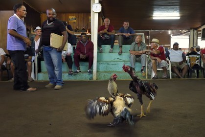 France, Ile de la Reunion, Petit Tampon, combat de coqs dans le Rond de Coq
