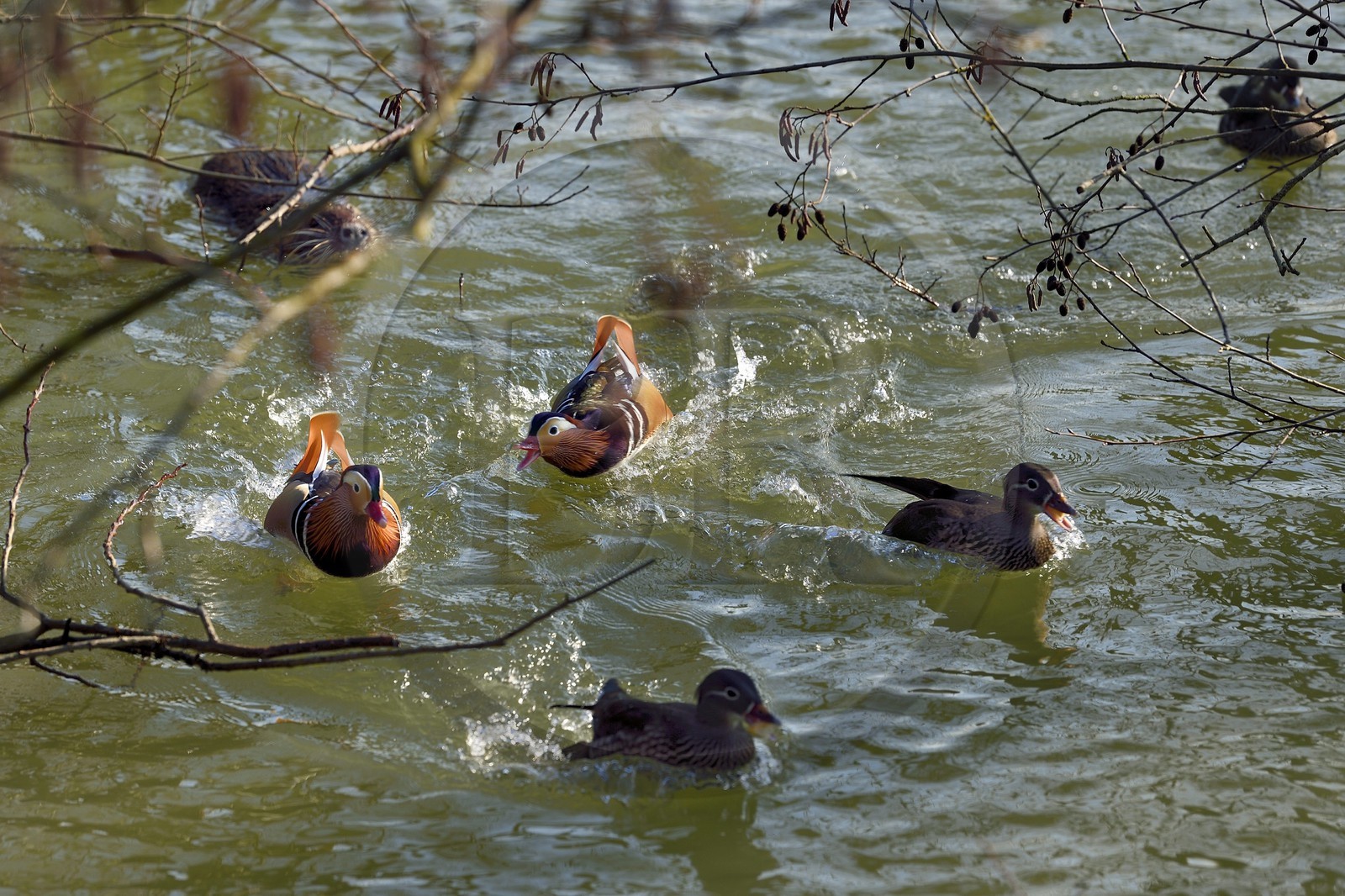 France, Val-de-Marne (94), les bords de Marne, Bry-sur-Marne, canards mandarins (Aix galericulata) et Ragondin (Myocastor coypus) en arrière plan