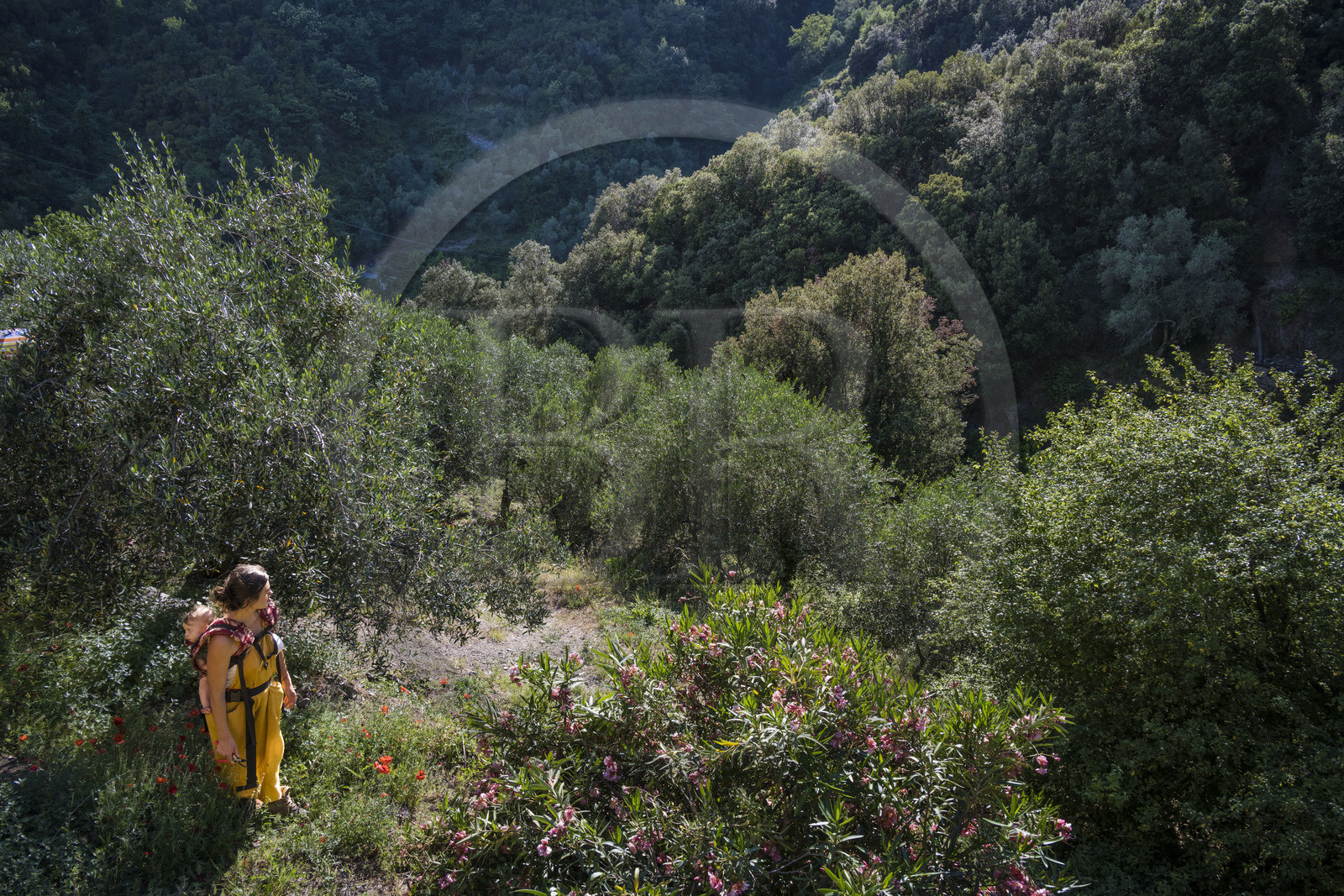 Italie, Ligurie, Cinque Terre, parc national des Cinque Terre classé Patrimoine Mondial de l'UNESCO, village de Monterosso al Mare, Ferme la Brucaolivo, Costanza Lari entretien ses oliviers avec son bébé dans le dos