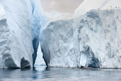 Groenland, cote ouest, baie de Disko, Ilulissat, fjord glacé classé Patrimoine Mondial de l'UNESCO qui est l’embouchure maritime du glacier Sermeq Kujalleq, baleine à bosse ou rorqual à bosse (Megaptera novaeangliae)