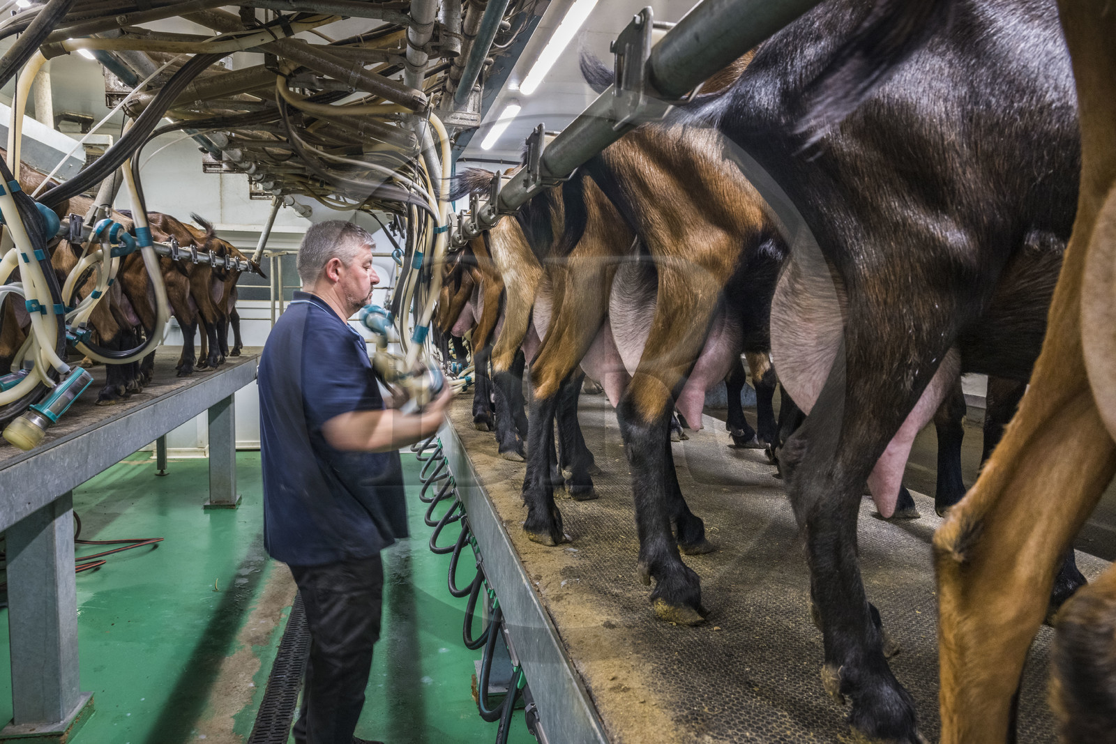France, Bas-Rhin (67), Parc naturel régional des Vosges du Nord, Obersteinbach, la chèvrerie de La Ferme du Steinbach, Pierre Sturtzer à la traite des chèvres