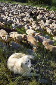 France, Alpes-de-Haute-Provence (04), Uvernet-Fours, massif du Mercantour, vallée de l'Ubaye, vallée de la Bachelard vers le col de la Cayolle (2326 m), troupeau de moutons et chèvres gardé par un Patou