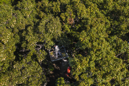 France, Ile de la Reunion, Saint-Paul, verger de mangue Laperrière au Tour-des-Roches, récolte des mangues par nacelle élévatrice dans des manguiers centenaires (vue aérienne)