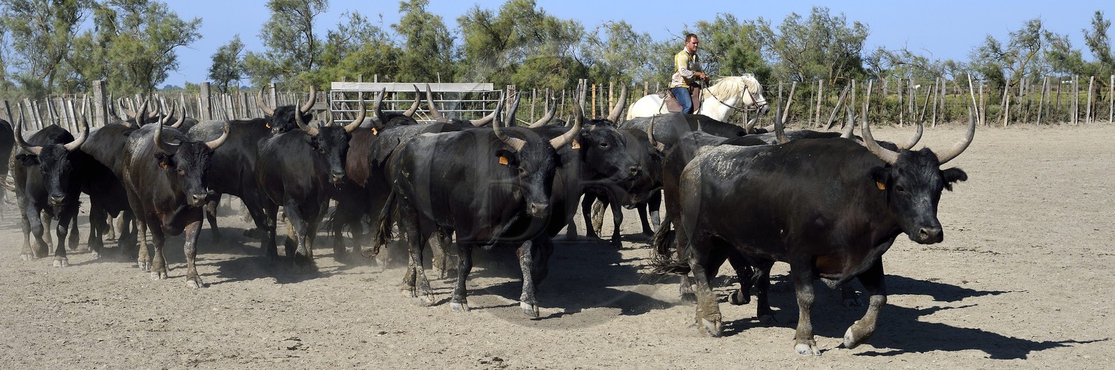 France, Bouches-du-Rhône (13), Parc naturel régional de Camargue, manade Jacques Mailhan, taureau camarguais appellé Raço di Biou, les gardians trient les taureaux