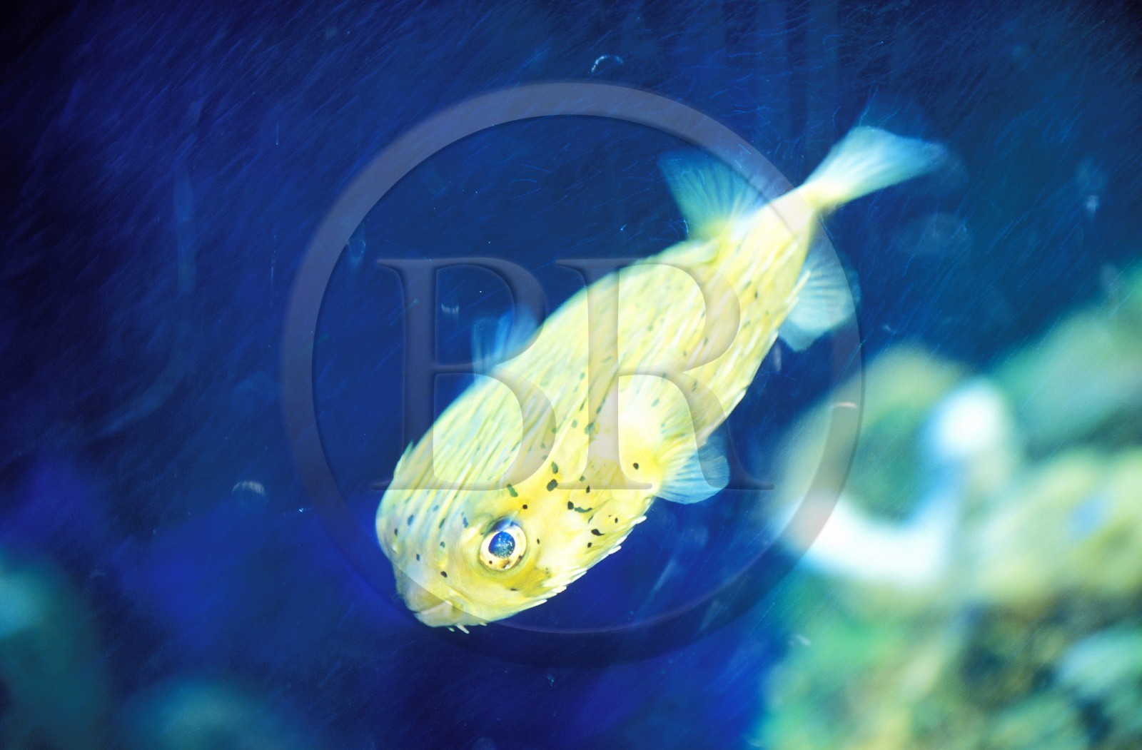 France, Gard (30), Port-Camargue, Seaquarium Palais de la mer, un diodon