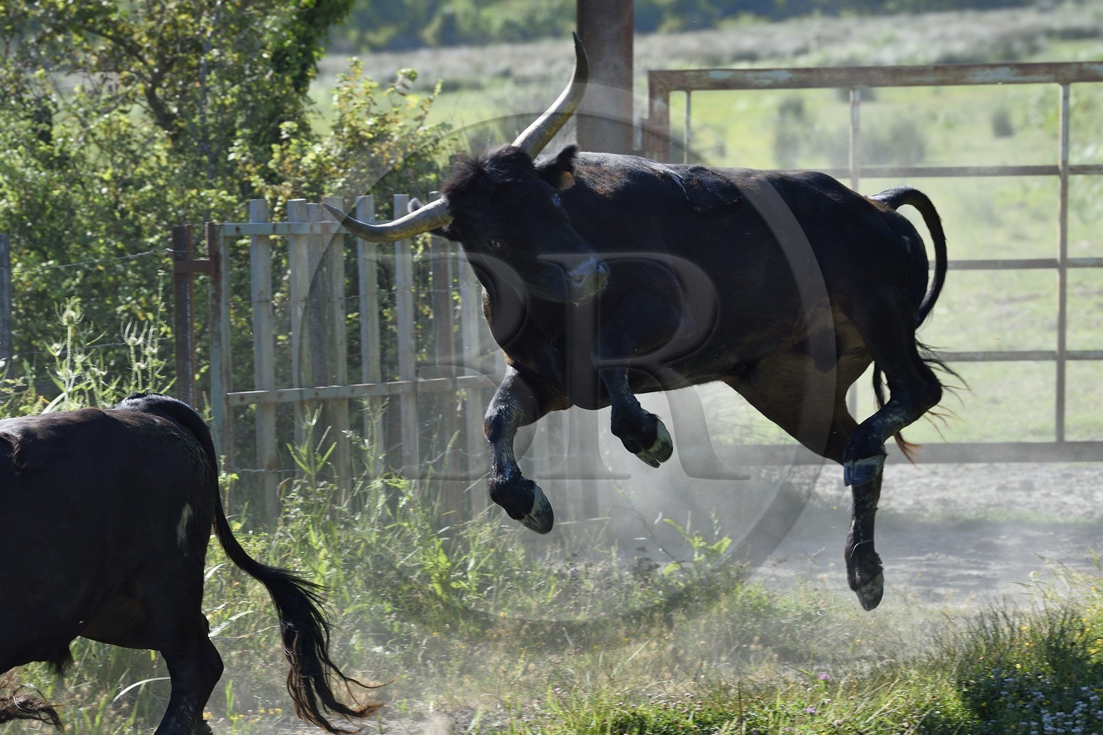 France, Bouches-du-Rhône (13), Parc naturel régional de Camargue, Mas du Menage, manade Saint Antoine (Cauzel), taureau camarguais appellés Raço di Biou