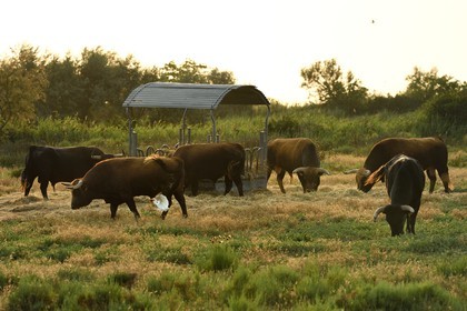 France, Bouches-du-Rhône (13), Parc naturel régional de Camargue, étang de Vaccares, race bovine de combat, élevage de taureaux dits espagnols destinés aux corridas par des ganaderias