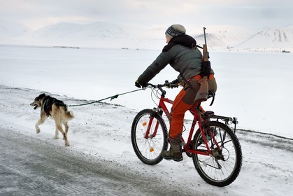 Norvège, Svalbard, Spitzberg, vallée de Adventdalen vers Longyearbyen, promenade du chien à bicyclette avec un fusil pour se prémunir du danger éventuel de la présence d'ours blanc