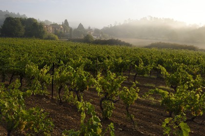 France, Var (83), Provence Verte, Bras, vers Saint-Maximin-la-Sainte-Baume, la maison d'hotes Le Peyrourier - une campagne en Provence