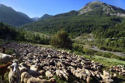 France, Alpes-de-Haute-Provence (04), Uvernet-Fours, massif du Mercantour, vallée de l'Ubaye, vallée de la Bachelard vers le col de la Cayolle (2326 m), troupeau de moutons et chèvres et la rivière Bachelard borde la route des Grandes Alpes