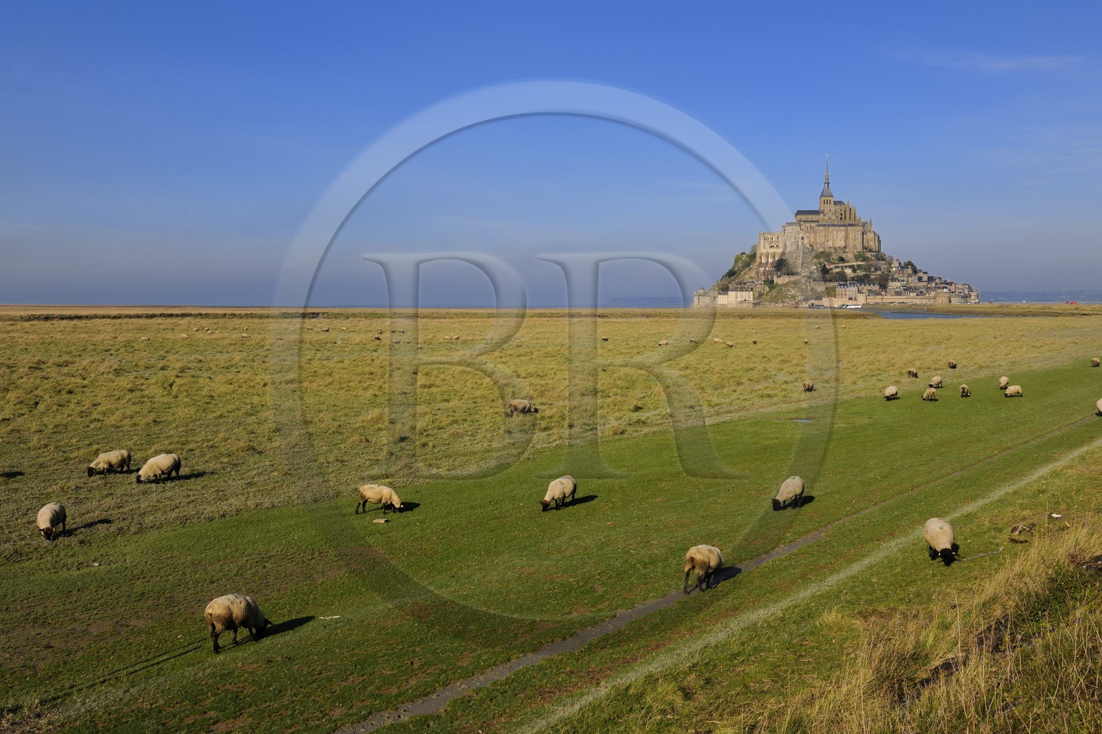 France, Manche (50), Mont-Saint-Michel, classé Patrimoine Mondial de l'UNESCO, moutons de prés salés
