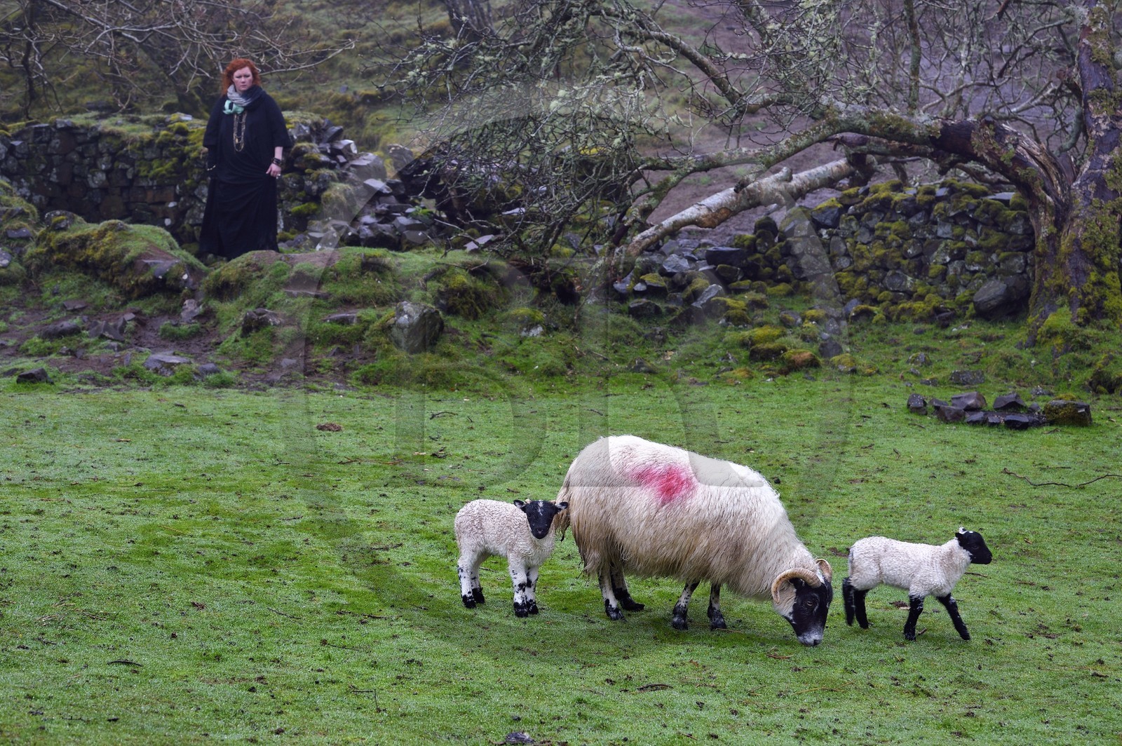 Royaume-Uni, Ecosse, région des Highlands, les Hébrides, Ile de Skye, Uig, le Fairy Glen (vallée féérique) du côté ouest de Trotternish à Balnacnoc