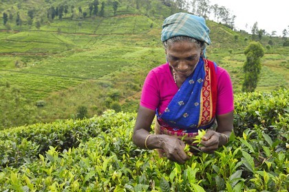 Sri Lanka, province du centre, Dalhousie, femme tamoul travaillant à la cueillette des feuilles dans une plantation de thé
