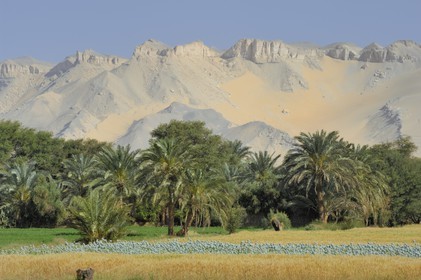 Egypte, désert libyque, oasis de Dakhla, travaux des champs