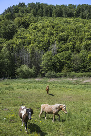 France, Bas-Rhin (67), Parc naturel régional des Vosges du Nord, Lembach, chevaux dans une prairie