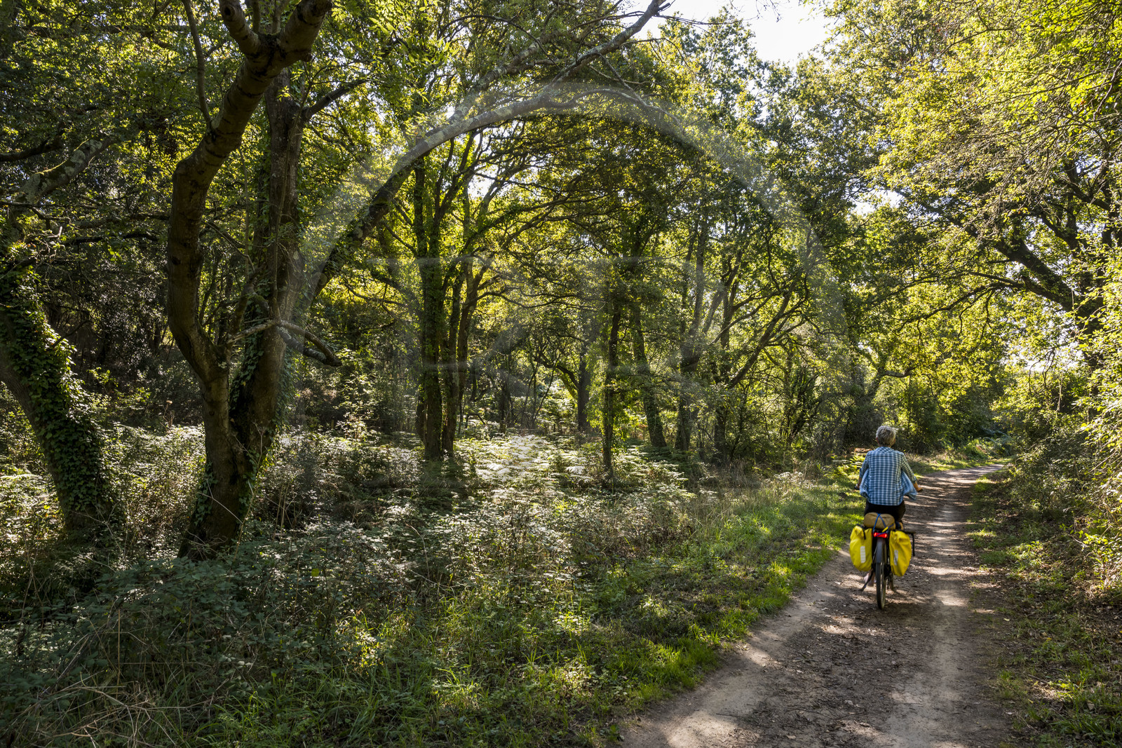 France, Loire-Atlantique (44), Préfailles, traversée d'une forêt de la lande des Cotes de Jade le long de la Vélodyssée