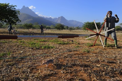 Tanzanie, université de Morogoro, centre de recherche Apopo de technologie de détection par les rats de mines anti-personnel, entrainement des rats à la détection de TNT sur le terrain