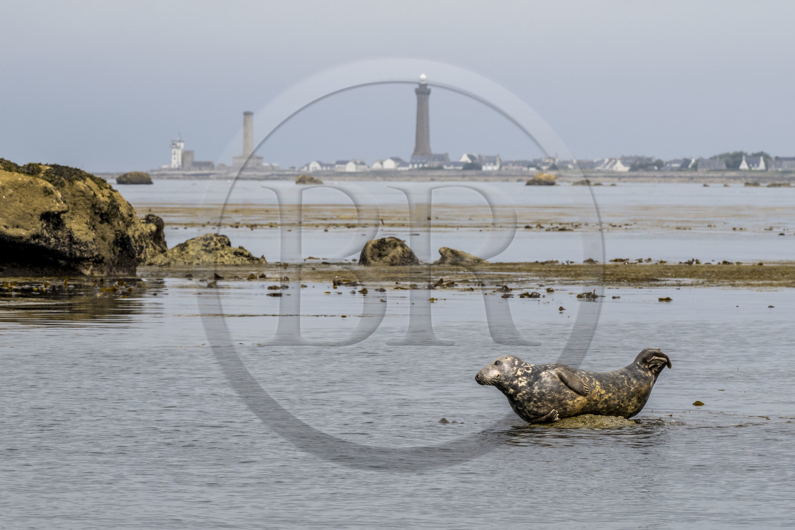 France, Finistère (29), Penmarch, archipel des Étocs, phoque gris (halichoerus grypus), le phare d'Eckmuhl sur la Pointe de Penmarch en arrière plan