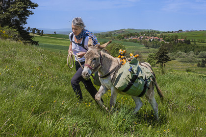 France, Haute-Loire (43), Landos,champ de blé encore vert tourmenté par des rafales de vent