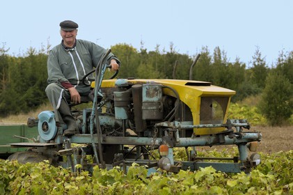 France, Charente-Maritime (17), Ile d'Oléron, Le Château d'Oléron, Michel Patoizeau vendange ses vignes
