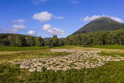 France, Puy-de-Dôme (63), Parc Naturel Régional des Volcans d'Auvergne, Chaine des Puys classée Patrimoine Mondial de l’UNESCO, les deux bergères Ostiane Vuillermoz et Charlotte Hevin gardant un troupeau de brebis Rava au pied du volcan Puy de Dôme (vue aérienne)