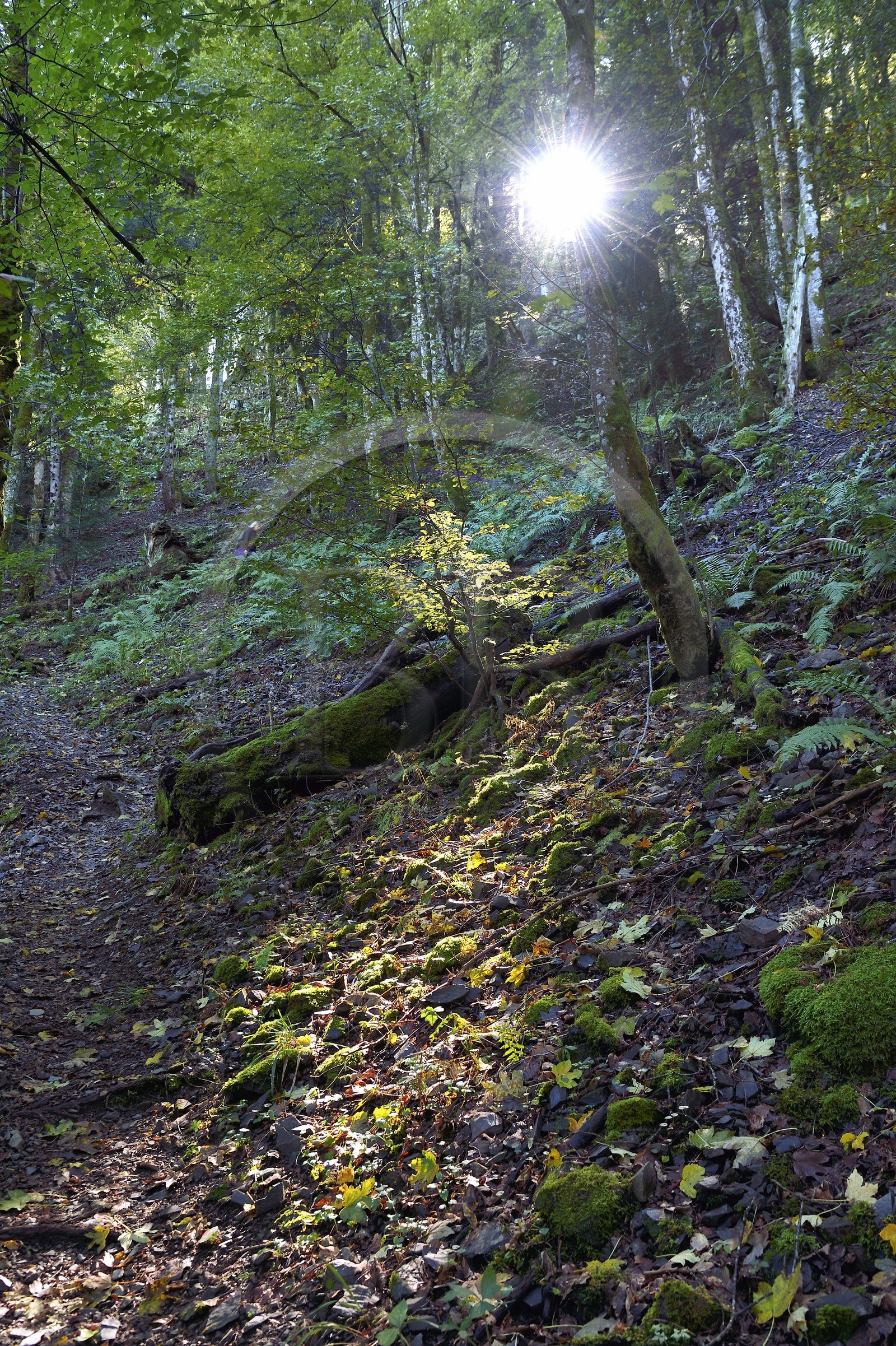 France, Haut-Rhin (68), Parc naturel régional des ballons des Vosges, randonneurs remontant de la vallée de Storckensohn vers le sommet de La Tête des Perches et Gazon Rouge en Lorraine