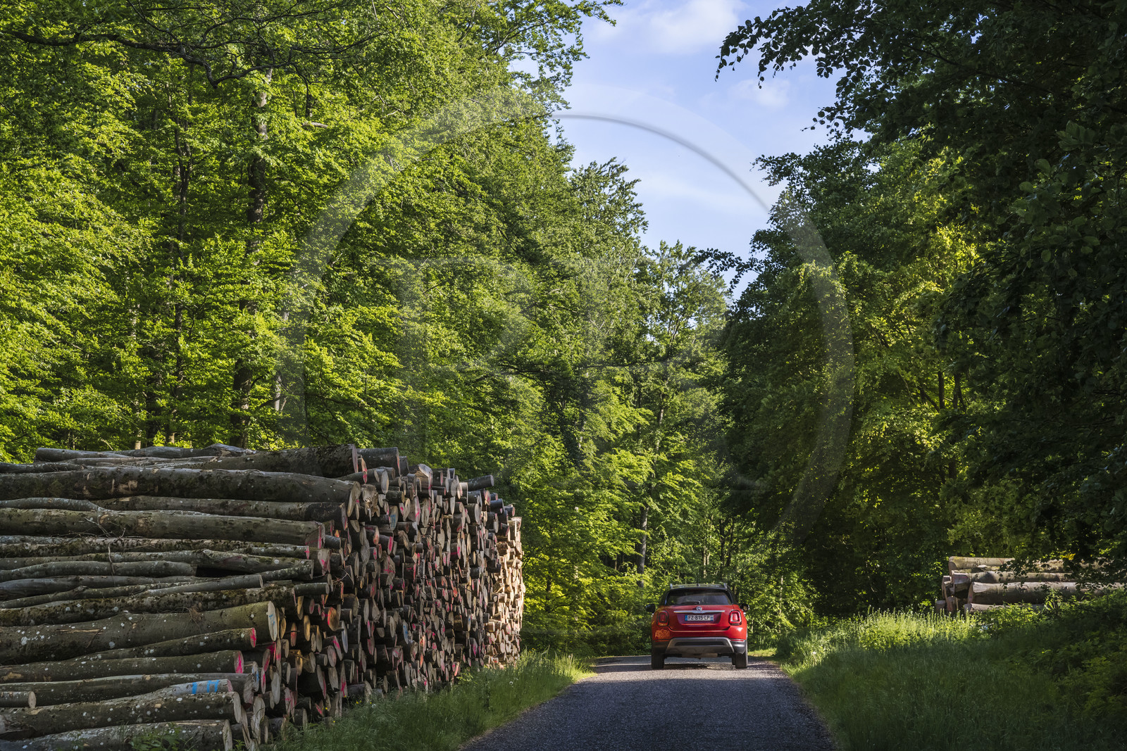 France, Bas-Rhin (67), Parc Naturel régional des Vosges du Nord, Eschbourg, la route forestière qui rejoint La Petite Pierre à travers la forêt, coupe de bois