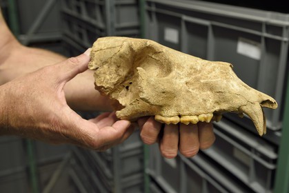 France, Dordogne (24), Périgord Noir, vallée de la Vézère, Les Eyzies-de-Tayac-Sireuil, site classé Patrimoine Mondial de l'UNESCO, Musée National de la Préhistoire, les réserves, crane d'un ours étrusque d'environ 1 200 000 ans provenant du site de Ceyssaguet