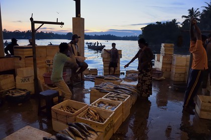 Sri Lanka, Province de l'Ouest, Negombo, vente de la peche de la nuit à la halle aux poisson du port