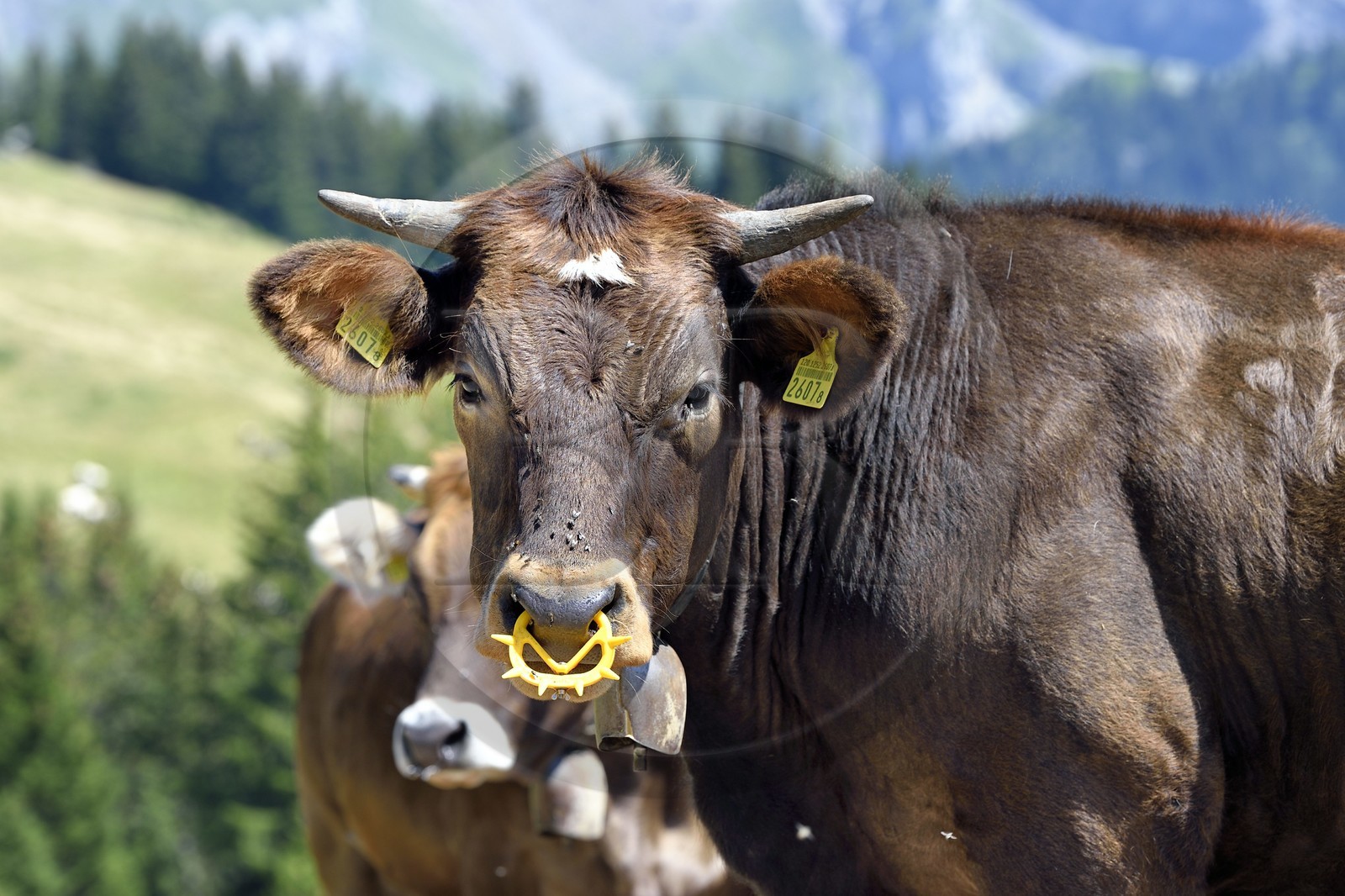 Suisse, canton de Vaud, Villars-sur-Ollon, vaches