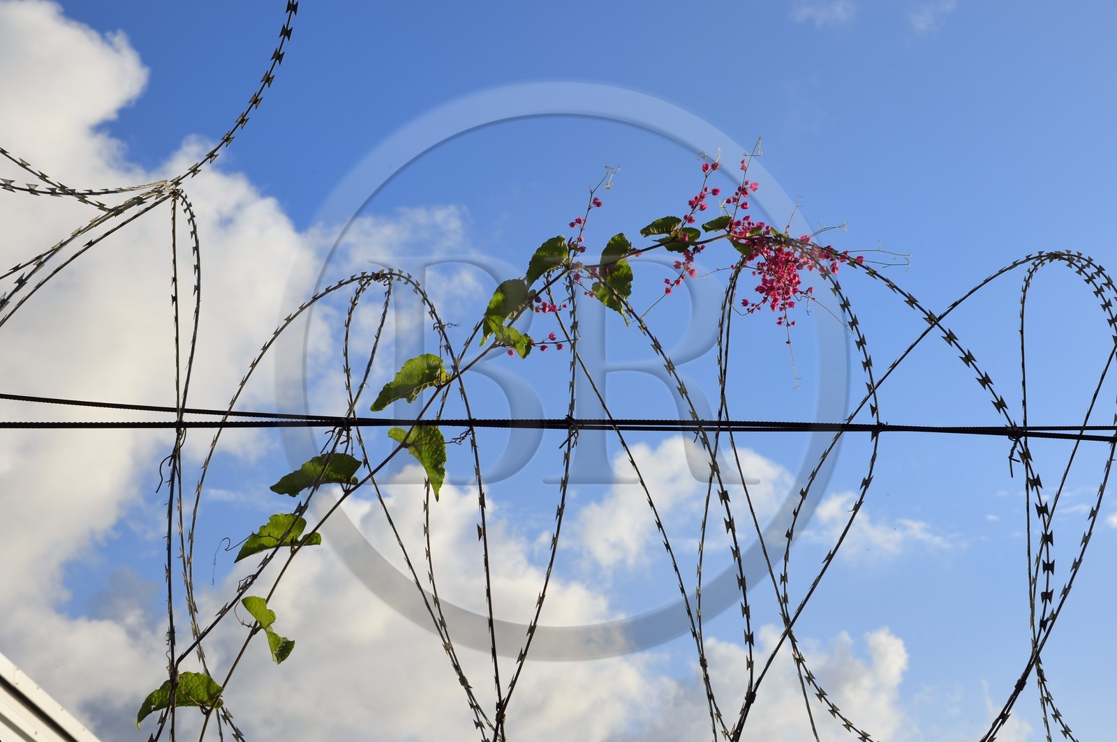 France, Ile de Mayotte, Petite-Terre, Dzaoudzi le centre administratif de Mayotte, la fleur et le barbelé