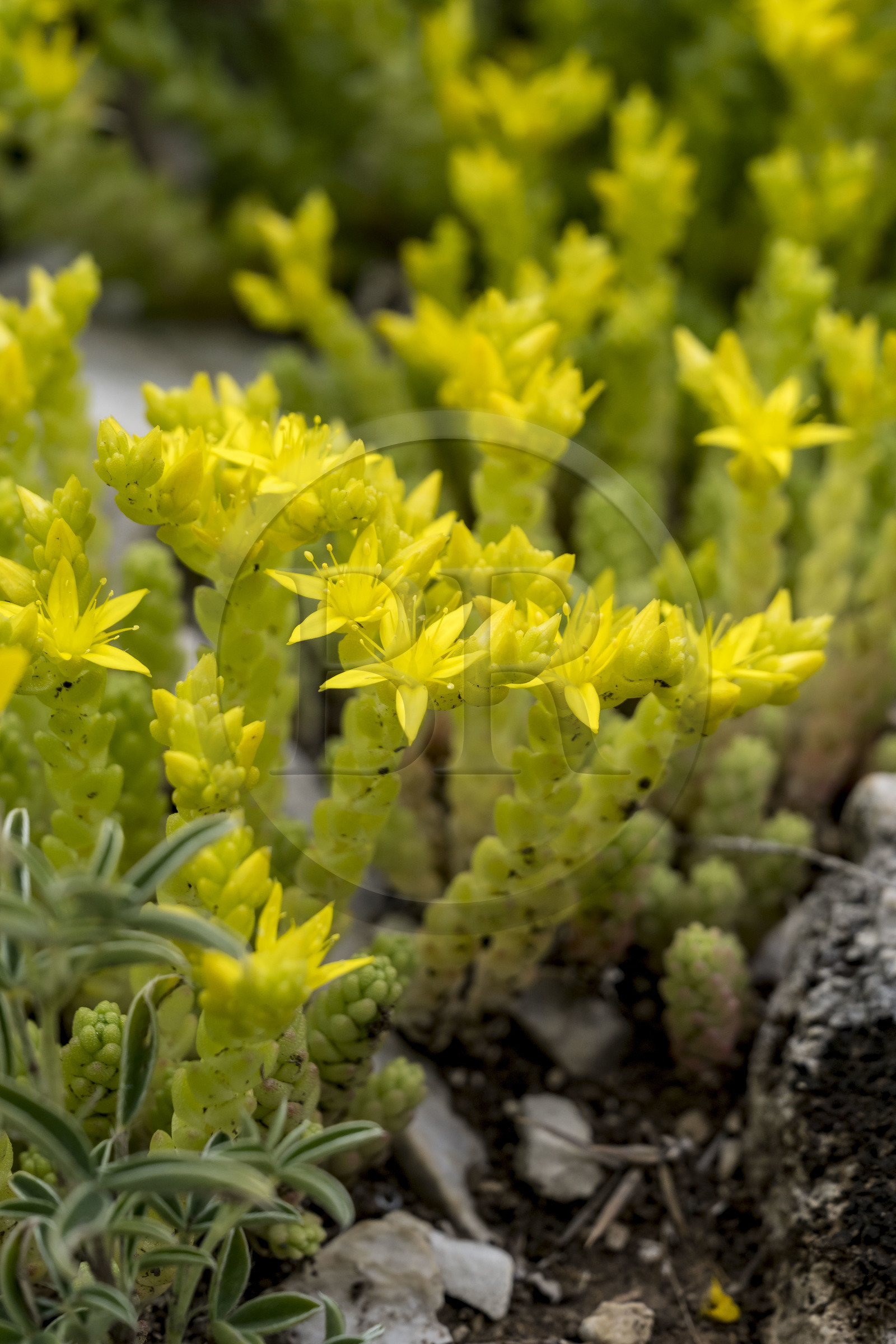 France, Vaucluse (84), Dentelles de Montmirail, crêtes de Saint-Amand, Orpin acre (Sedum acre) dans la garrigue