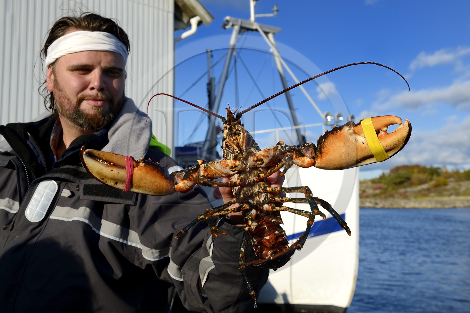 Suède, Västra Götaland, Iles Koster, Sydkoster, port de Ekenäs, retour de pêche au homard