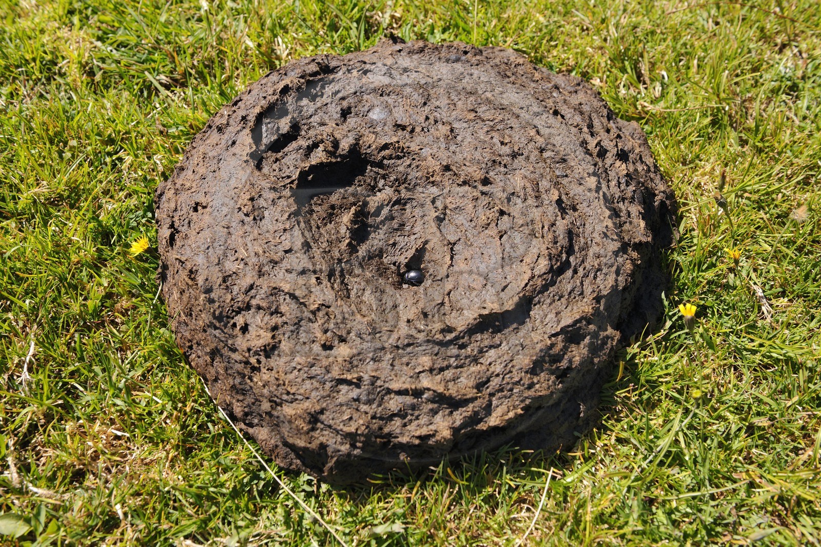 France, Cantal (15), bousier insecte coléoptère coprophage dans un bouse de vache salers