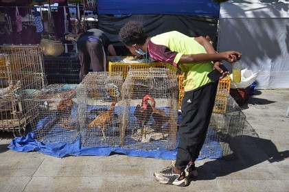 France, Ile de la Reunion, Saint-Pierre, le marché du samedi, les étals de volailles