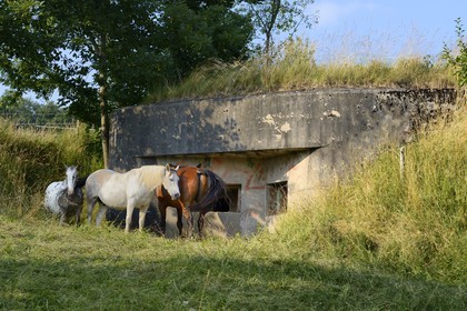 France, Haut-Rhin (68), Sundgau, Bettlach, le sentier des casemates sur les traces de la Ligne Maginot
