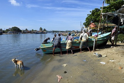 Sri Lanka, Province de l'Ouest, Negombo, retour des pecheurs après la peche du matin