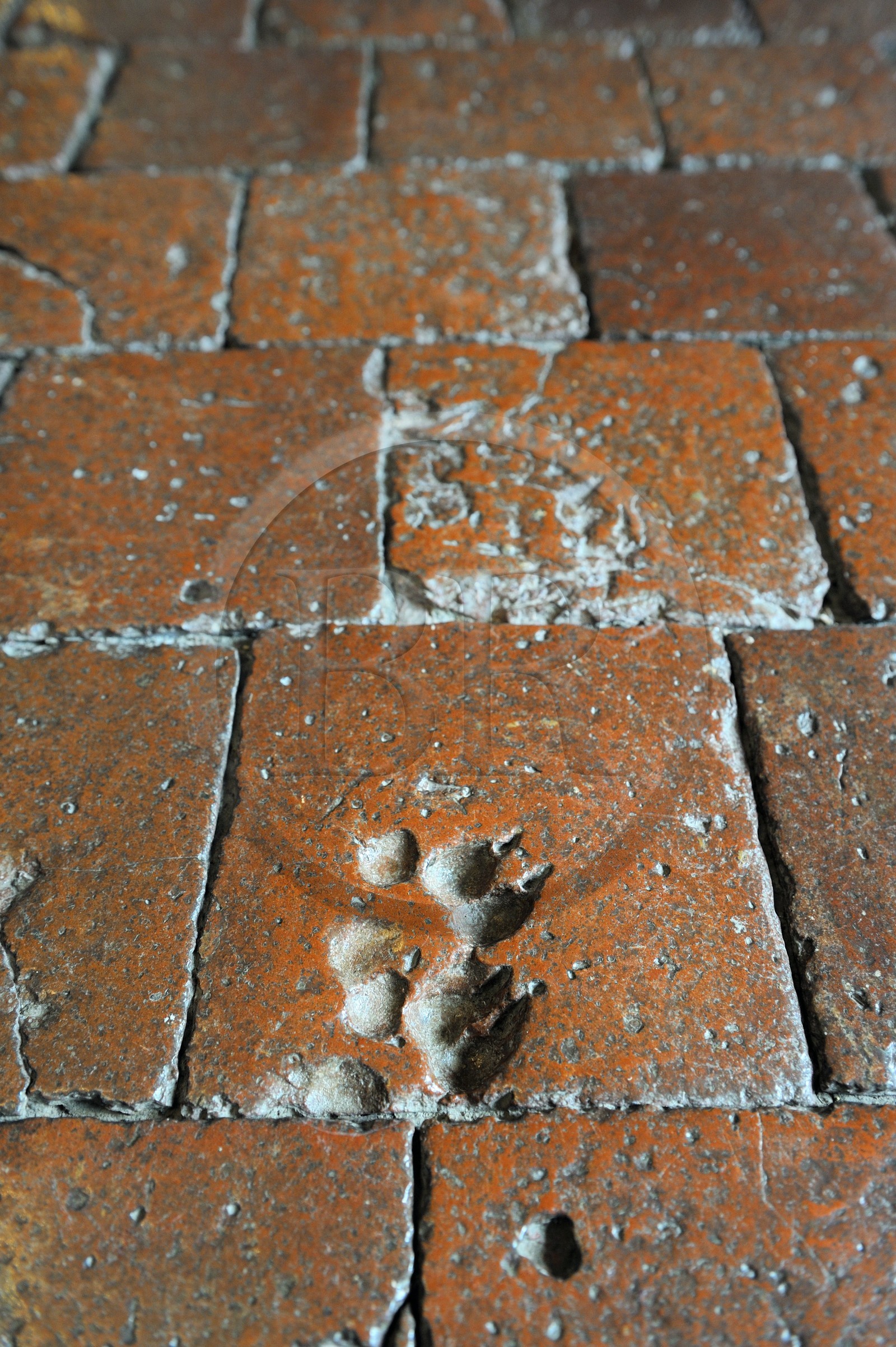 France, Côte d'Or (21), Châteauneuf-en Auxois, labellisé Les Plus Beaux Villages de France, le château, empreinte d'animaux datant du Moyen-Âge dans les carreaux d'argiles du sol pour chasser les mauvais esprits